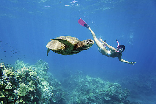 夏威夷,毛伊岛,绿海龟,龟类,潜水