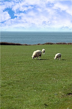 绵羊,羊羔,放牧,海岸线