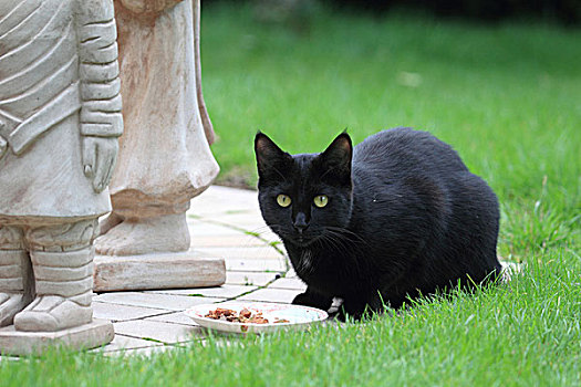 黑色,宠物,猫,花园
