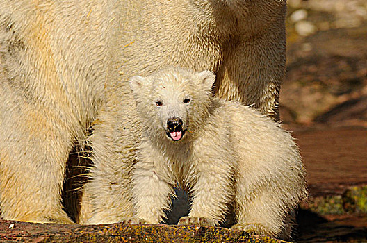幼兽,北极熊,母兽