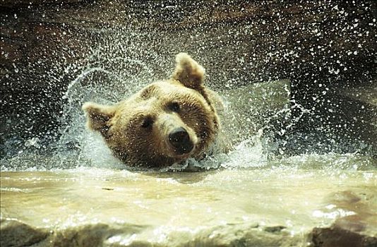 浴,熊,棕熊,水中,哺乳动物,动物园,动物