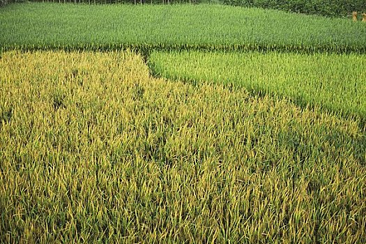 稻米,丰收,桂林,中国