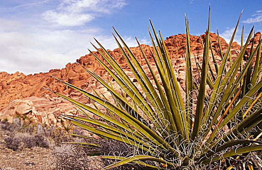 红岩,国家保护区,莫哈韦沙漠,丝兰