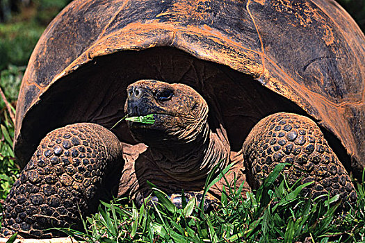 阿尔斯多火山海岛陆龟,加拉巴哥象龟,吃草,阿尔斯多火山,伊莎贝拉岛,加拉帕戈斯群岛,厄瓜多尔