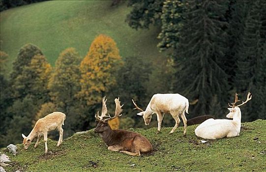 牧群,小鹿,公鹿,黇鹿,哺乳动物,巴伐利亚,德国,欧洲,动物