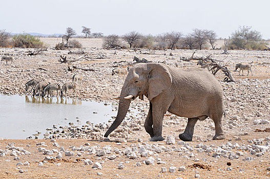 非洲象,斑马,马,水潭,埃托沙国家公园,靠近,区域,纳米比亚,非洲