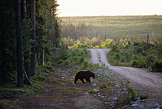 熊,芬兰
