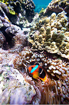 葵鱼,珊瑚礁,瓦努阿图