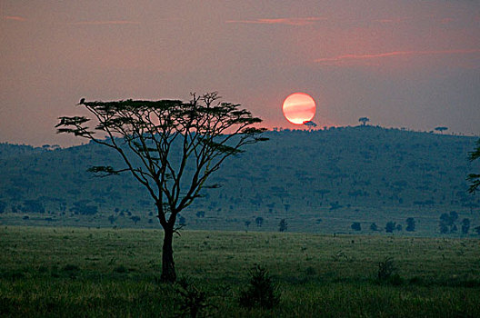 树林,黄昏,塞伦盖蒂国家公园,坦桑尼亚
