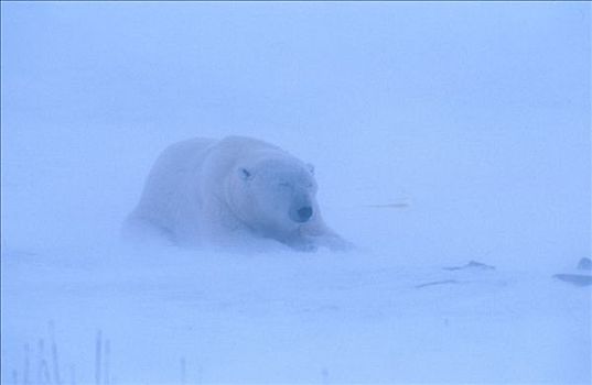 北极熊,暴风雪,邱吉尔角,曼尼托巴,加拿大,冬季,肖像