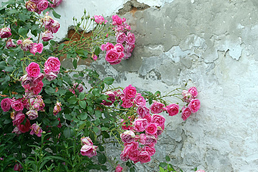 粉色,玫瑰,老,墙壁