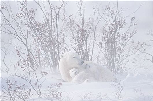 北极熊,休息,雪地,丘吉尔市,加拿大