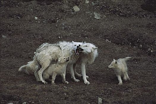 北极狼,狼,幼仔,请求,成年,猎捕,艾利斯摩尔岛,加拿大