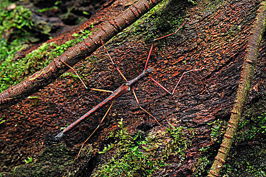 竹节虫,树干,古农列尤择国家公园,北方,苏门答腊岛,印度尼西亚