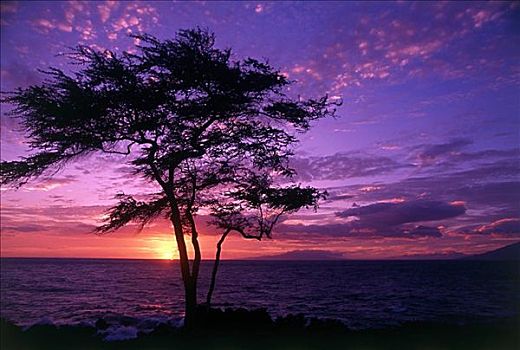 树,毛伊岛,夏威夷,美国