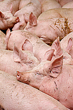 法国,上萨瓦省,养猪