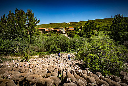 绵羊,成群,迁徙,区域,索里亚,卡斯蒂利亚,西班牙,欧洲