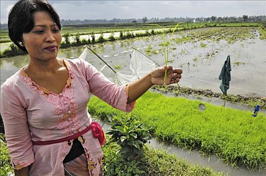 稻田,巴厘岛,女人,拿着,一个,水稻,室外,稻谷,靠近,印度尼西亚