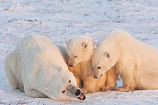 北极熊,脆弱,食肉动物