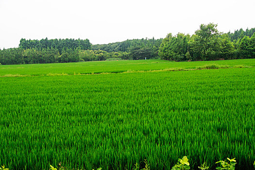 绿野,白鹭飞,田园风光