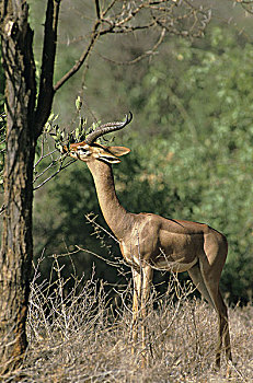 非洲瞪羚,瞪羚,长颈羚,成年,男性,吃,叶子,肯尼亚