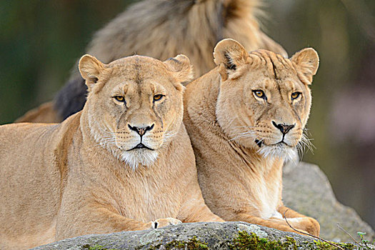 狮子,两个,雌性,卧