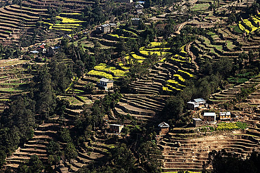 梯田耕种,地点,梯田,纳加阔特,尼泊尔,亚洲