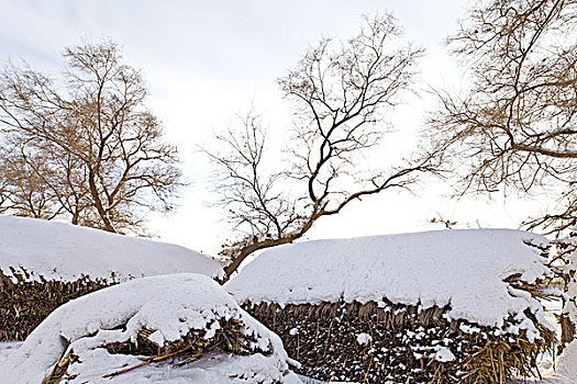 雾凇岛,冰雪,自然风光,吉林,龙潭区