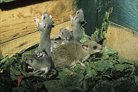 食用睡鼠,榛睡鼠,雌性,白天,老,小动物