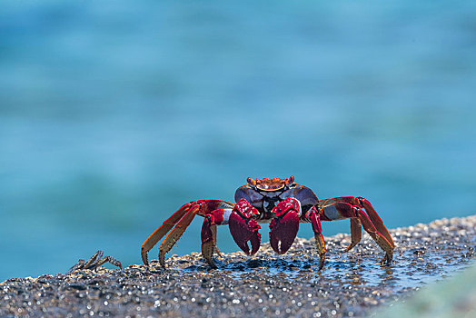 红岩,螃蟹,湿,石头,特内里费岛,加纳利群岛,西班牙,欧洲