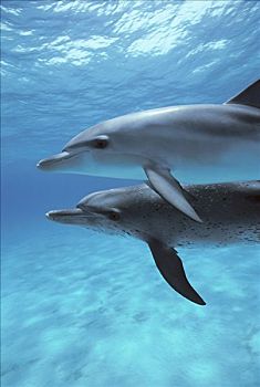 大西洋细吻海豚,花斑原海豚,一对,加勒比海
