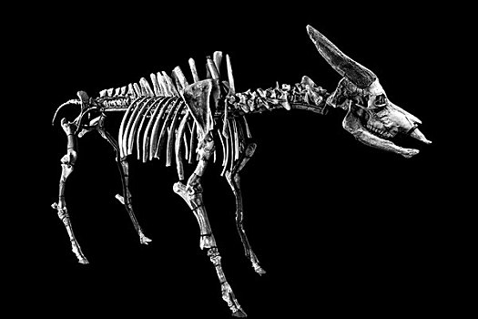 王氏水牛骨架化石标本