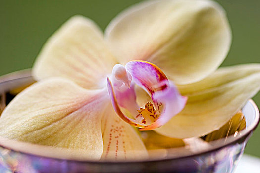 蝴蝶兰属,花,盘子,特写