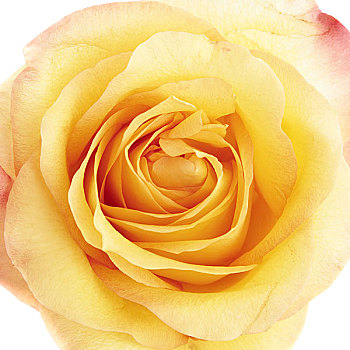 漂亮,黄玫瑰,特写