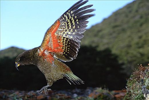 食肉鹦鹉,啄羊鹦鹉,展示,色彩,翼,国家公园,南阿尔卑斯山,南岛,新西兰