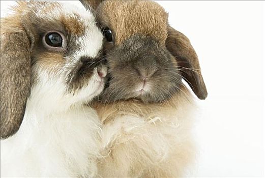 两个,可爱,兔子,脸贴脸