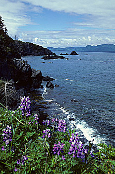 美国,阿拉斯加,科迪亚克岛,海岸线,州立公园,风景,羽扇豆属植物,海洋