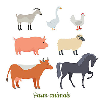 家畜,不干胶,孩子,矢量,收集,山羊,鹅,鸡肉,猪,绵羊,母牛,马,隔绝,白色背景,家,家养,设计,插画