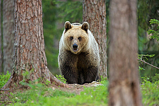 棕熊,走,树林,针叶林带,芬兰