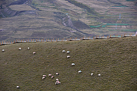 山坡上的牛羊