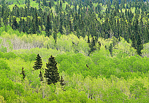 混交林,弓谷省立公园,卡纳纳斯基斯县,艾伯塔省,加拿大