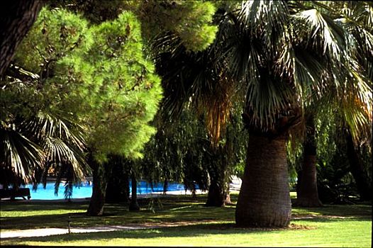 西西里,游泳池,后面,树,棕榈树