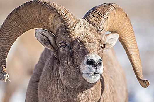 美国,怀俄明,国家麋鹿保护区,大角羊,公羊,头像