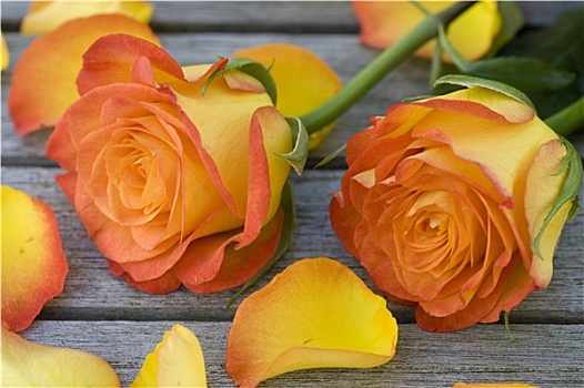 漂亮,橙色,玫瑰,躺着,桌子