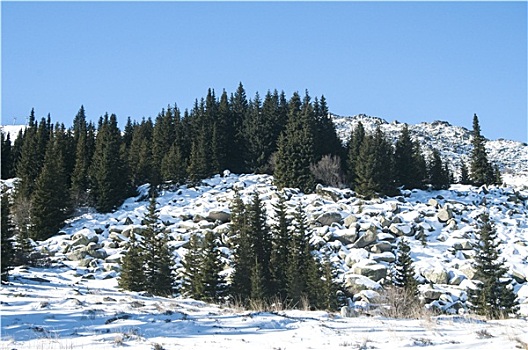 雪,山脊,树林