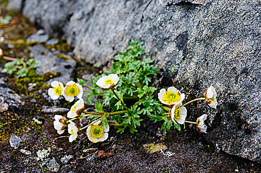 毛茛图片_毛茛图片大全_毛茛图片下载