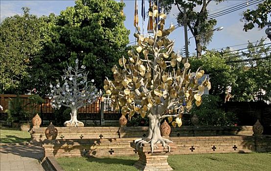 寺院,庙宇,场所,树,幸运,叶子,硬币,银,金色,清迈,泰国,亚洲
