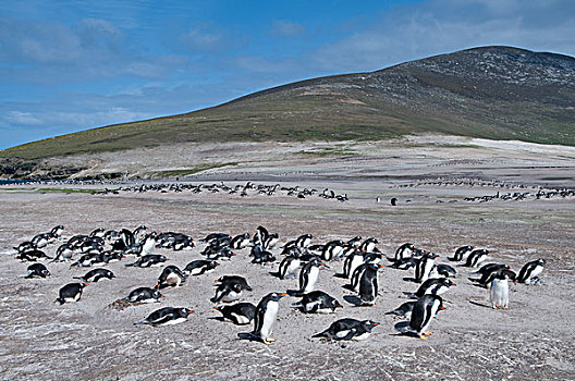 巴布亚企鹅,生物群,风吹,沙丘,岛屿,福克兰群岛