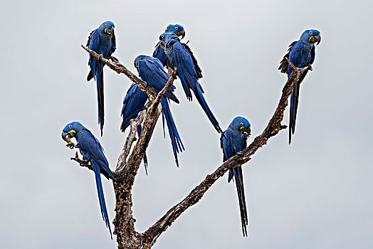紫蓝金刚鹦鹉,鹦鹉,潘塔纳尔,南马托格罗索州,巴西,南美