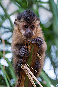黑帽悬猴,褐色,南马托格罗索州,巴西,南美